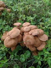 Desarmillaria caespitosa image