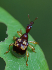 Attelabidae