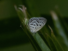 Luthrodes buruana