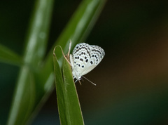 Luthrodes buruana