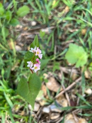 Fagopyrum esculentum