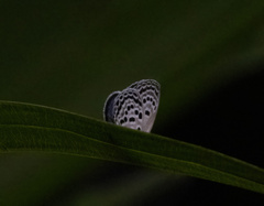 Luthrodes buruana