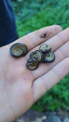 Pachyiulus flavipes
