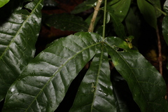 Melicope xanthoxyloides