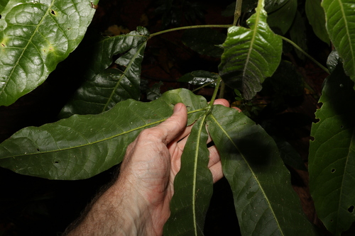 Image of Melicope xanthoxyloides by (c) Greg Tasney, some rights reserved (CC BY-SA)