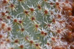 Pyrrosia
