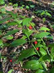 Ruscus colchicus