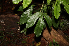 Melicope xanthoxyloides