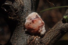 Ceroplastes