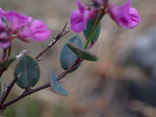 Image of Indigofera ovata by (c) Ren Hoekstra, some rights reserved (CC BY)