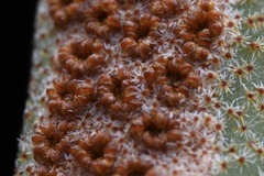 Pyrrosia