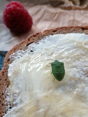 Nezara viridula
