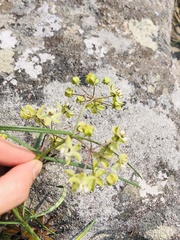 Asclepias praemorsa