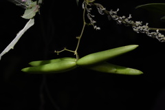 Asclepiadoideae