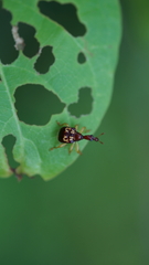 Attelabidae