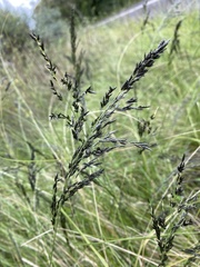 Gahnia radula