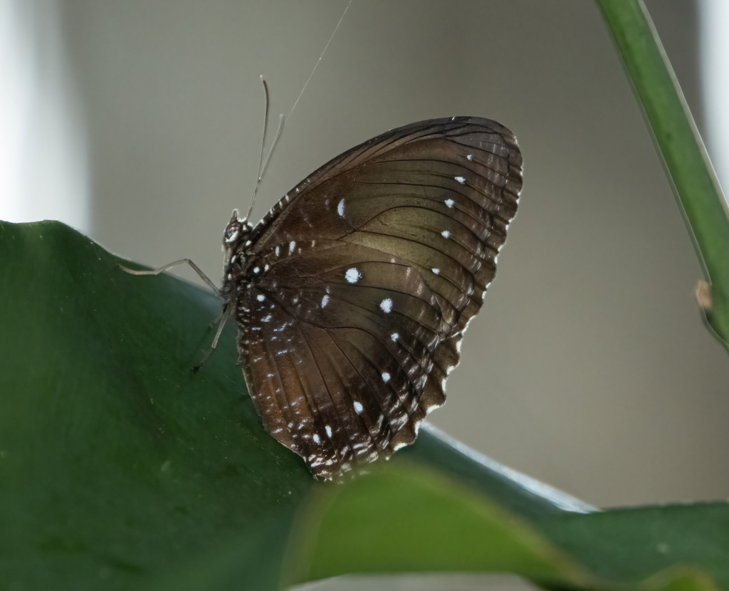 Elymnias cybele
