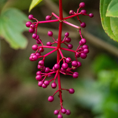 Medinilla speciosa