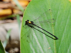 Austroargiolestes aureus