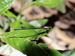 Austroargiolestes aureus