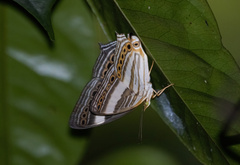 Cyrestis acilia
