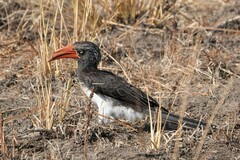 Lophoceros alboterminatus
