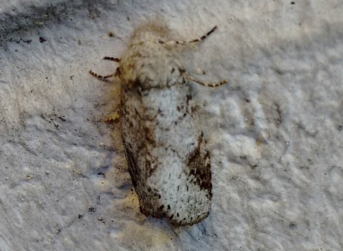 Lochmaeus bilineata