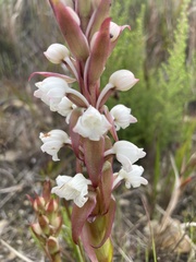 Satyrium acuminatum