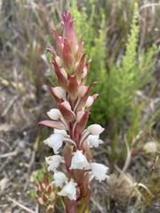Satyrium acuminatum
