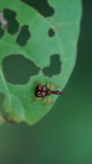 Attelabidae