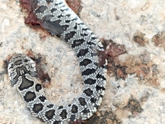 Hemorrhois hippocrepis