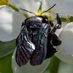 Xylocopa latipes