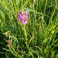 Dactylorhiza majalis baltica