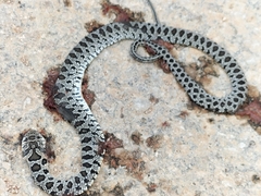 Hemorrhois hippocrepis