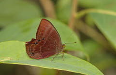 Abisara saturata