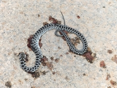 Hemorrhois hippocrepis