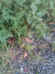 Lepidium densiflorum
