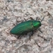 Buprestis adjecta - Photo (c) Matt Webb, some rights reserved (CC BY-NC), uploaded by Matt Webb