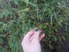 Lepidium densiflorum
