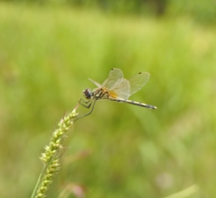 Trithemis pallidinervis