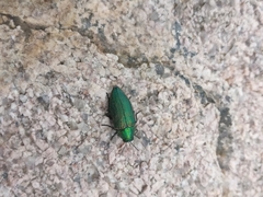 Buprestis adjecta