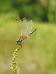 Trithemis pallidinervis