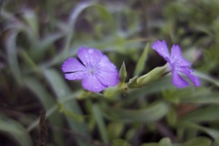 Dianthus kiusianus