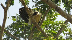 Tockus erythrorhynchus