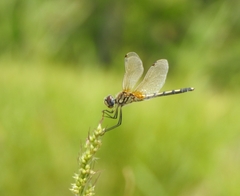 Trithemis pallidinervis