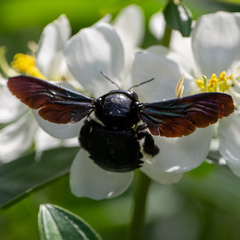 Xylocopa latipes