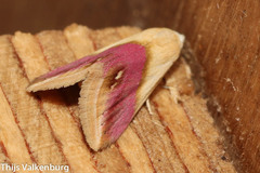 Eublemma cochylioides