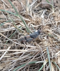 Sphingonotus lluciapomaresi
