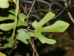 Aristolochia cucurbitifolia
