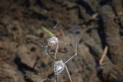 Eurymetra natalensis